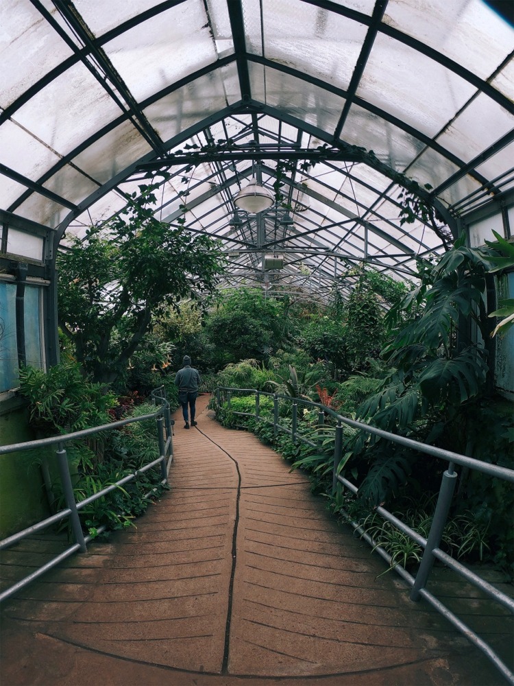 This is a very nice photograph of the interior of an Allan Gardens glasshouse in Toronto, Ontario, Canada.