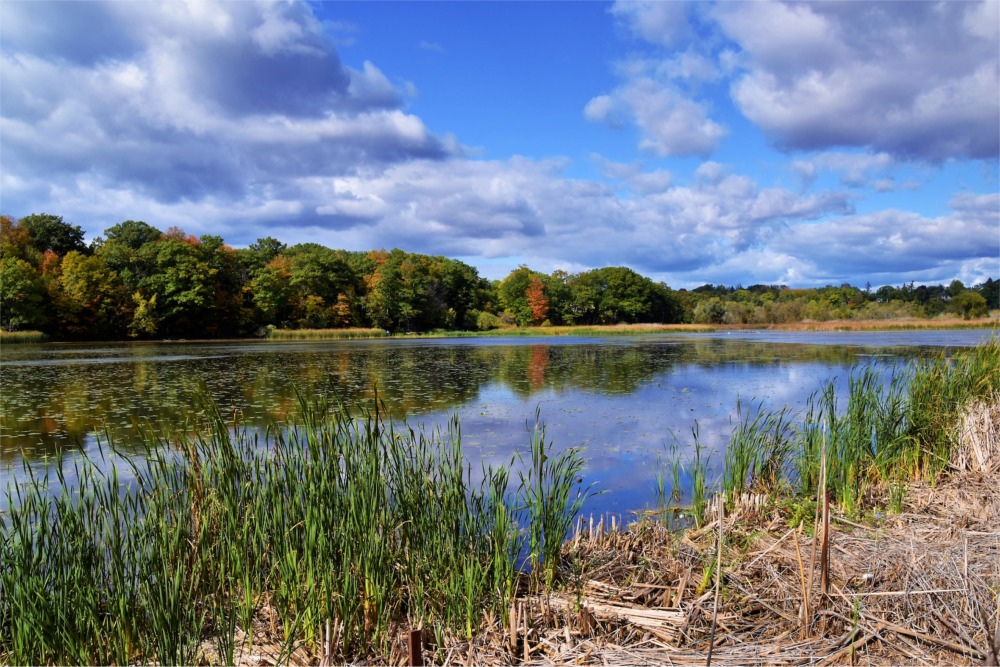 Photograph taken on a bright sunny day showing trees and a body of water in the Rouge National Urban Park, Toronto, Ontario, Canada.