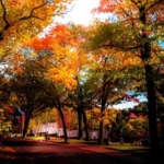 A residential street in Toronto in autumn.