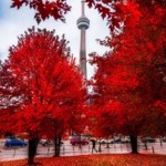 The CN Tower is framed by this magnificent autumnal livery of vivid red, a sign to prepare for the approaching winter.