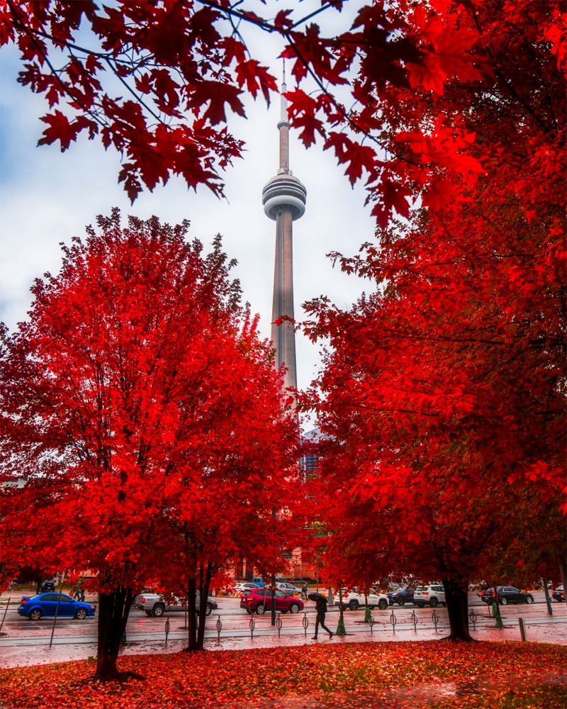 The CN Tower is framed by this magnificent autumnal livery of vivid red, a sign to prepare for the approaching winter.